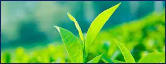 EGCG from green tea extract