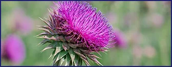 Milk thistle silymarin for liver health