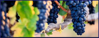 Resveratrol from grape extract