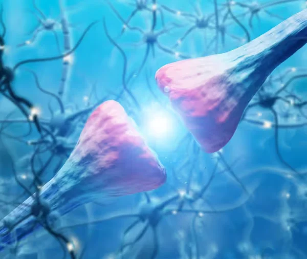 Brain health illustration showing pineal gland location