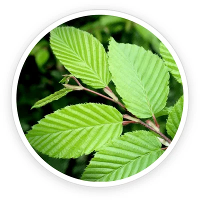 Slippery elm tree green leaves